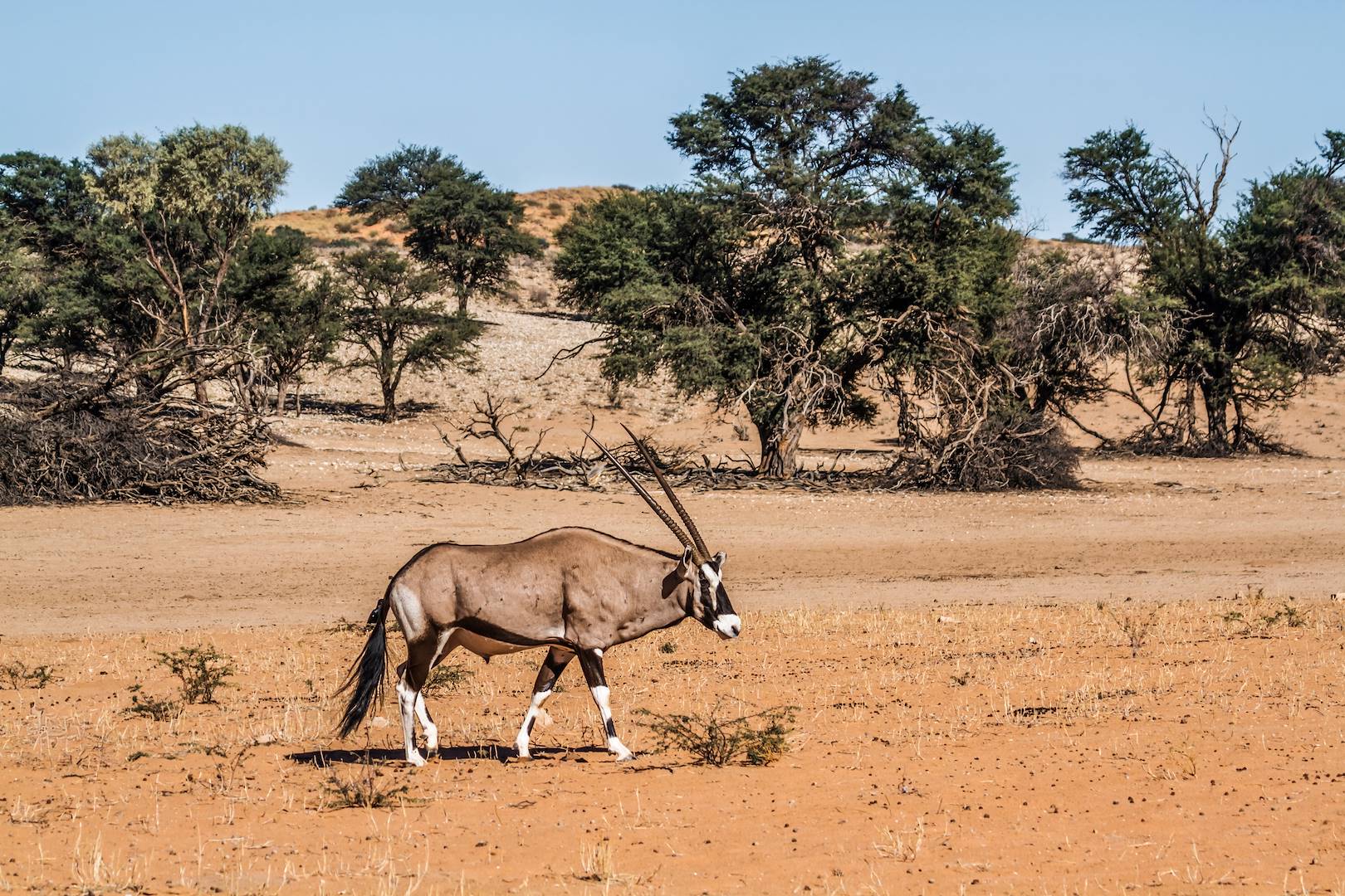 Oryx dans la Deception Valley - Kalahari - Botswana