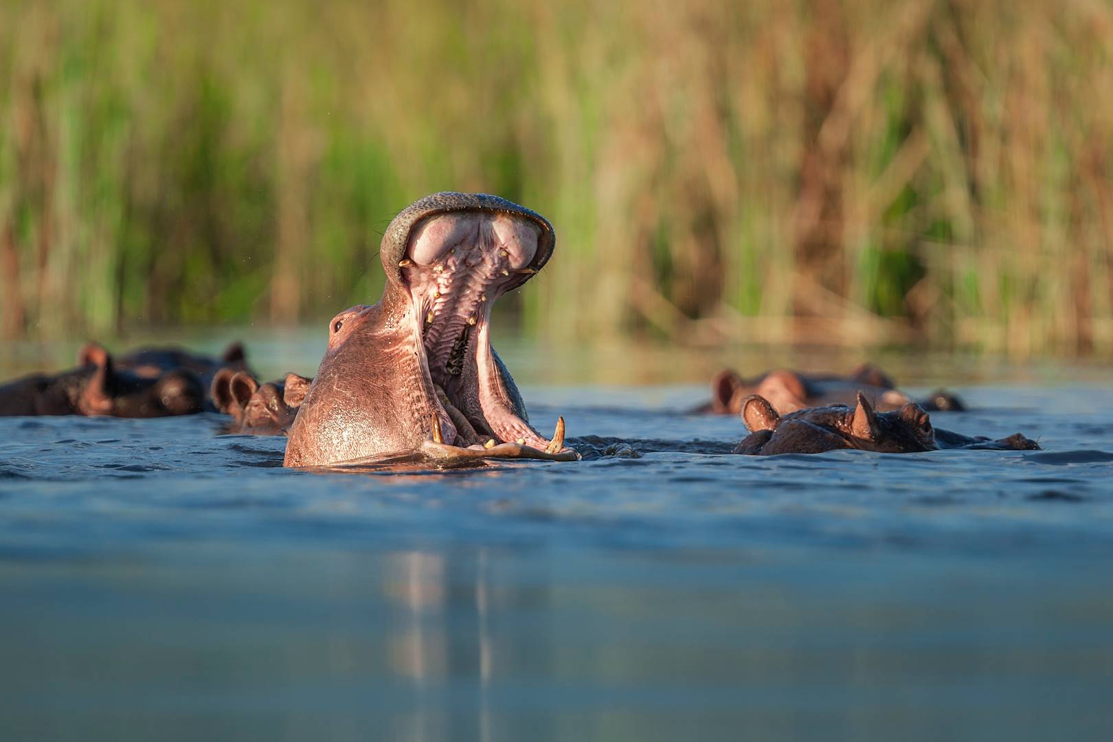 Rencontre avec les hippopotames de l'Okavango - Botswana
