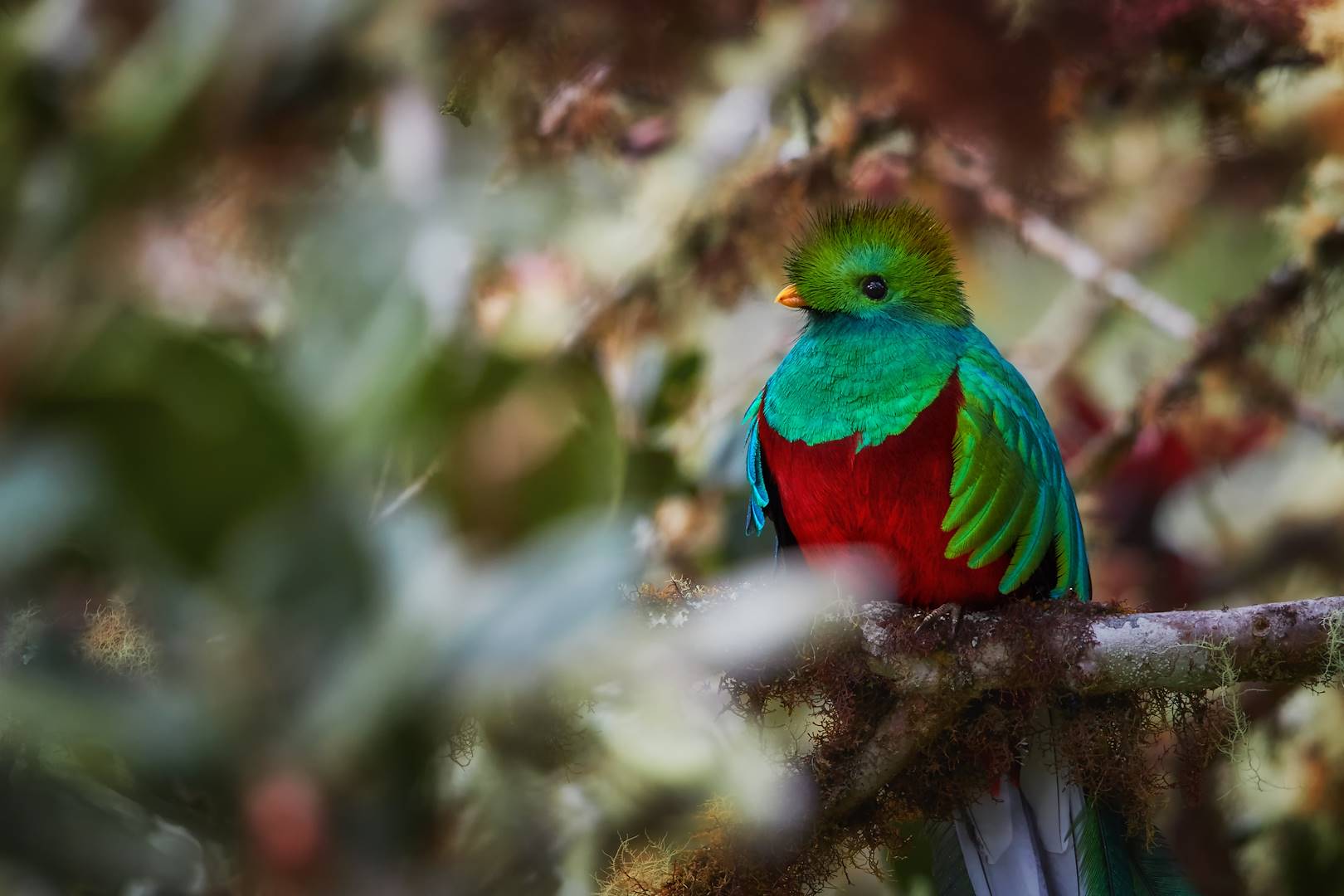 Quetzal - Costa Rica