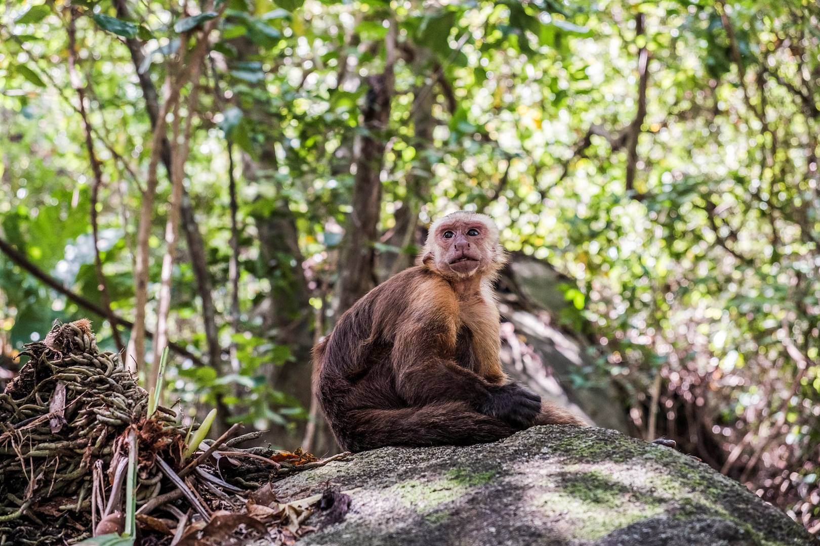 Singe capucin dans le parc national Tapanti - Costa Rica