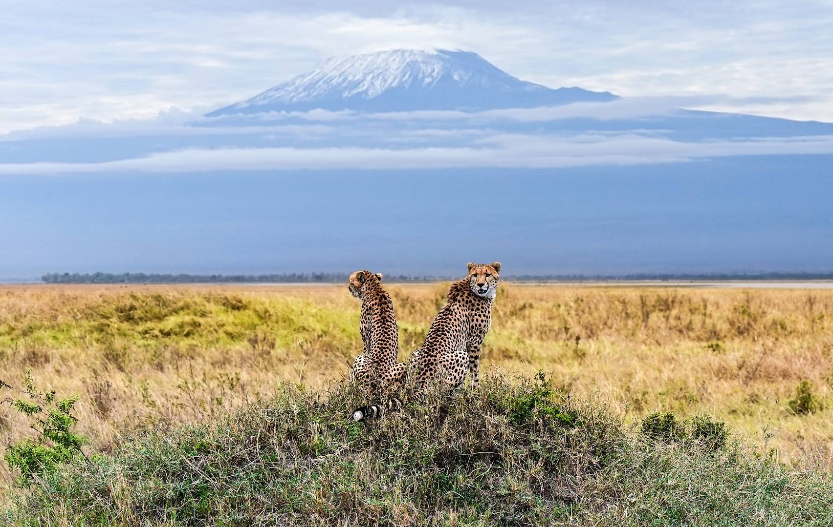 Couple de léopards face au Kilimanjaro - Parc national Amboseli - Kenya