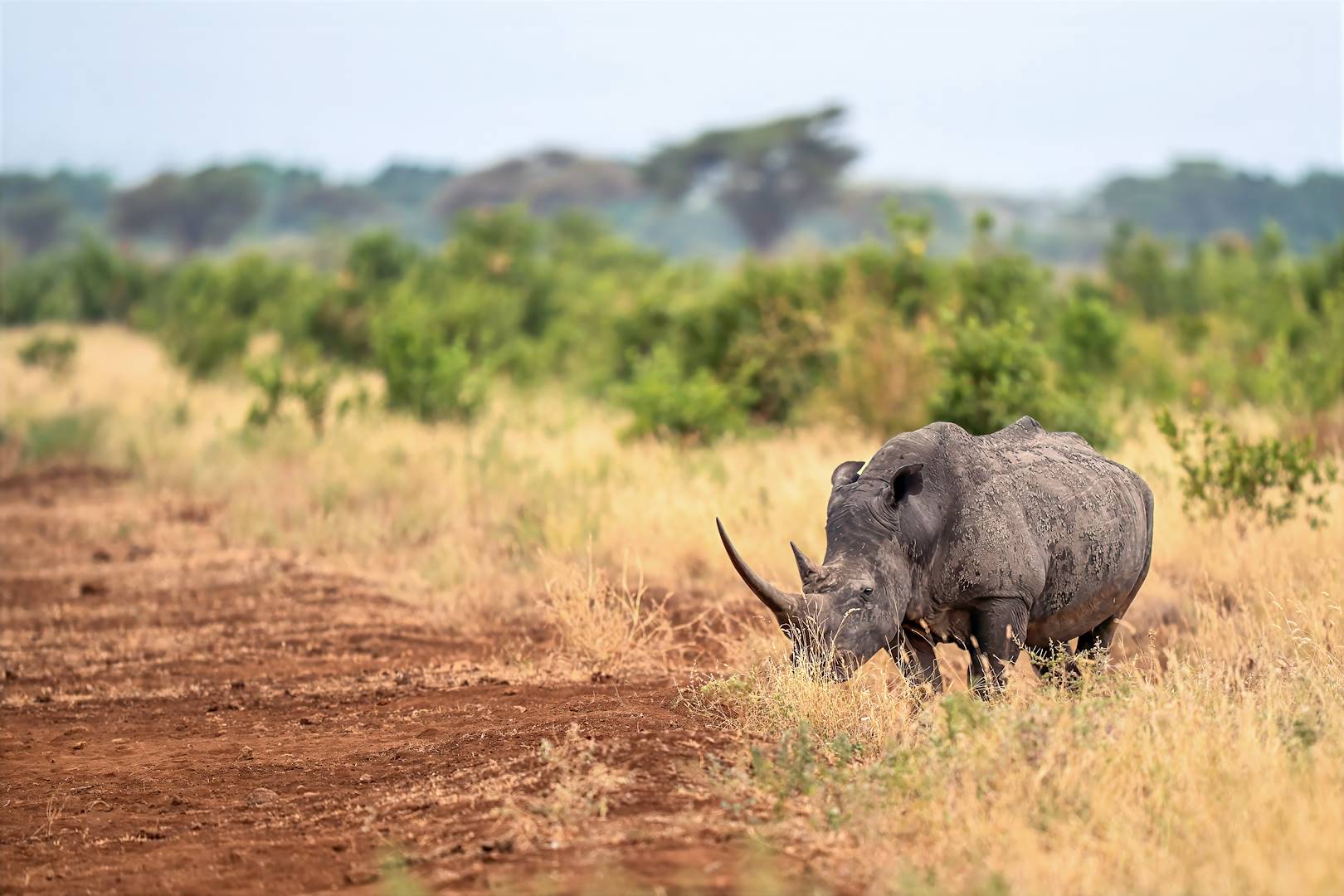 Rhinocéros dans la réserve Ol Pejeta - Kenya