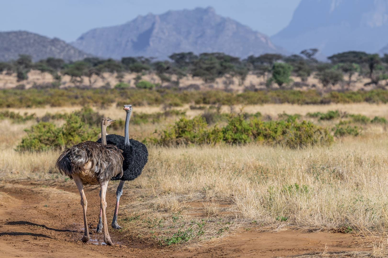 Autruches dans la réserve de Samburu - Kenya
