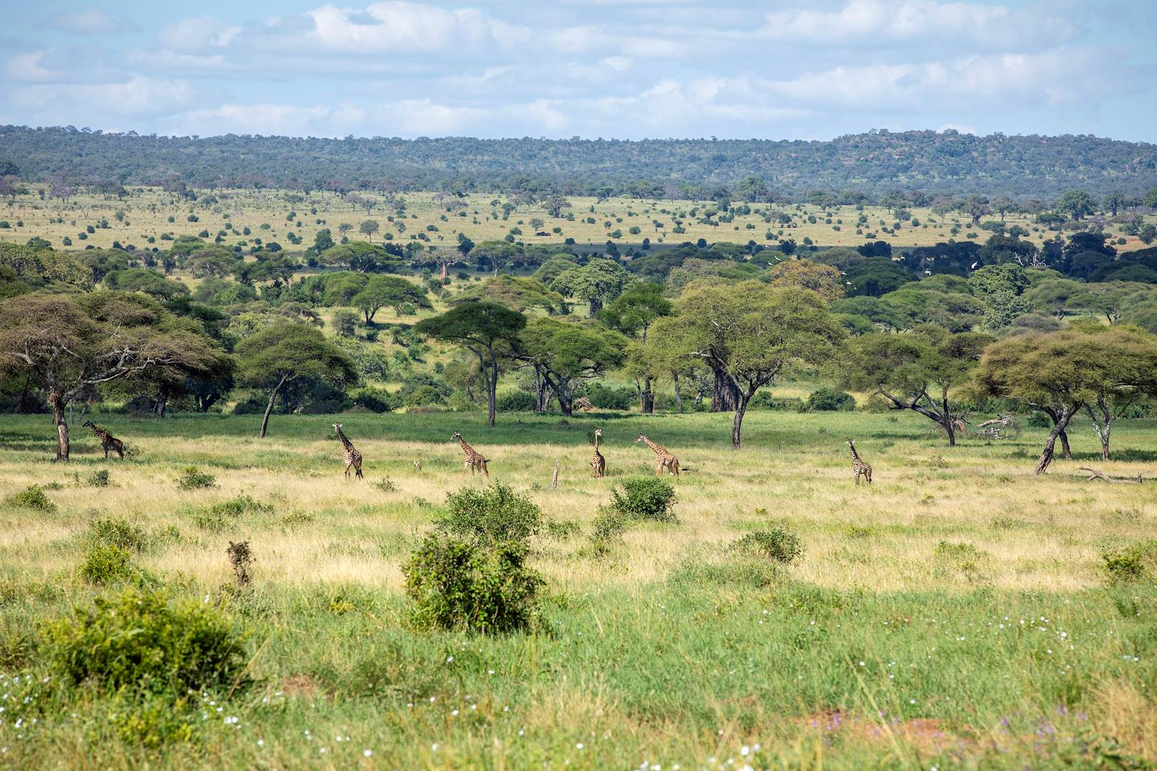 Parc national du Serengeti - Tanzanie