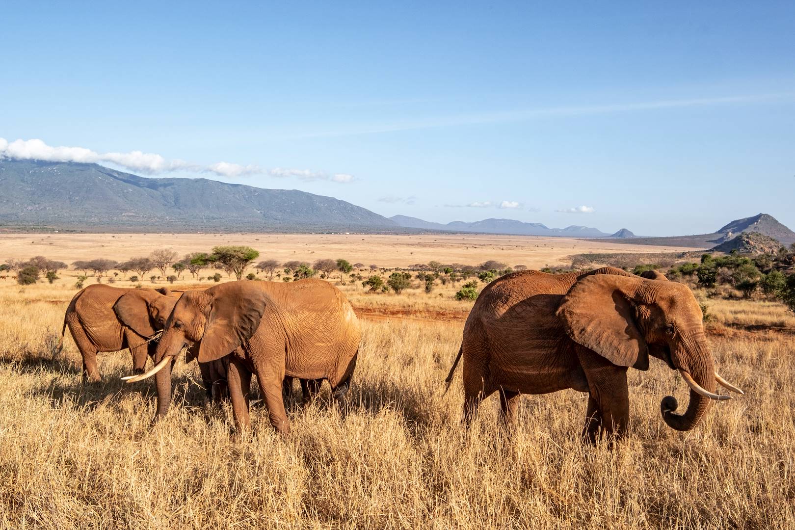 Eléphants recouverts de sable rouge dans le parc de Tsavo Est - Kenya