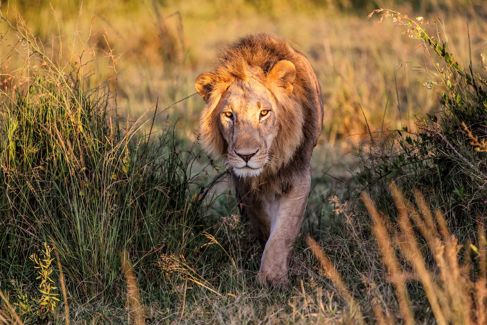 Lion dans le parc national de Tsavo - Kenya