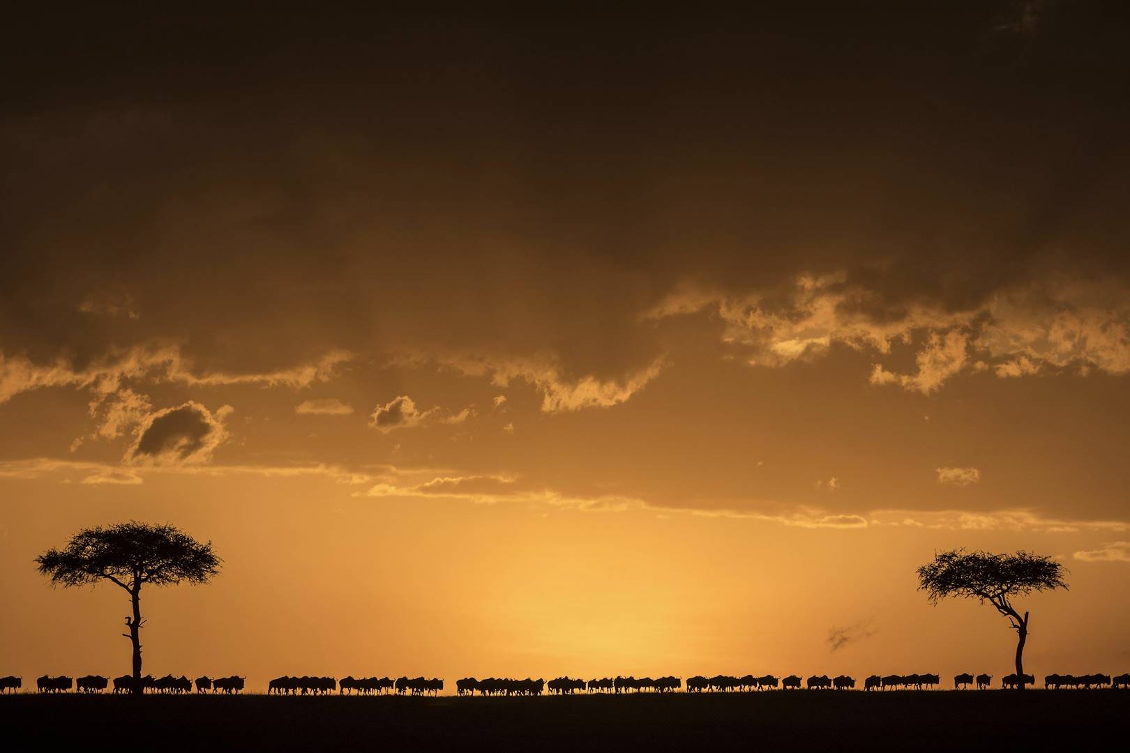 Migration d'un troupeau de gnous - Réserve de Masai Mara - Kenya