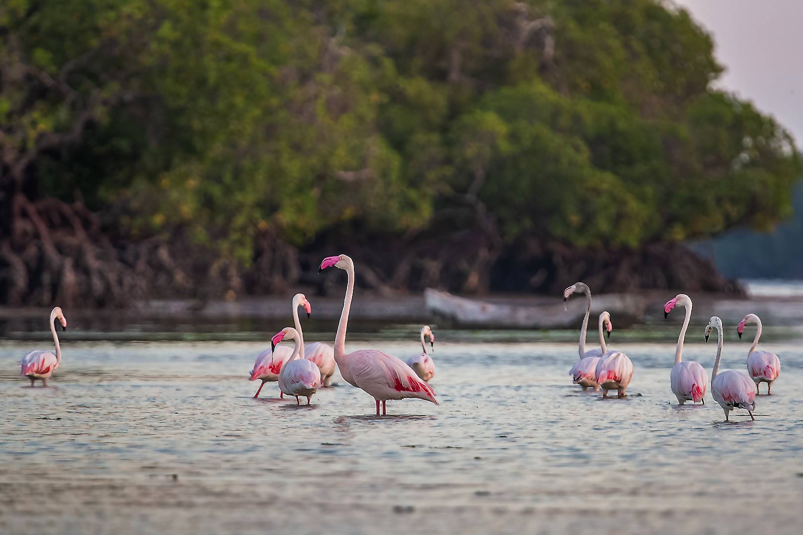 Flamants roses dans la mangroves de Ukunda - Kenya
