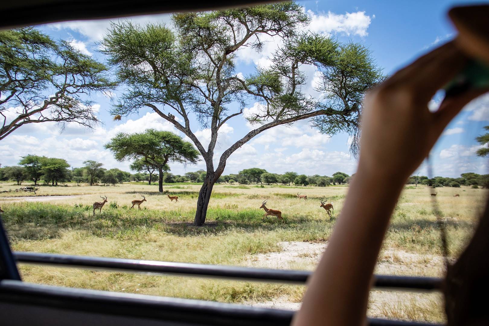 Rencontre avec la faune du parc national d'Amboseli - Kenya