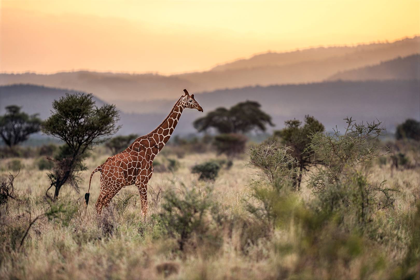 Girafe au coucher du soleil dans le parc de Tsavo Ouest - Kenya