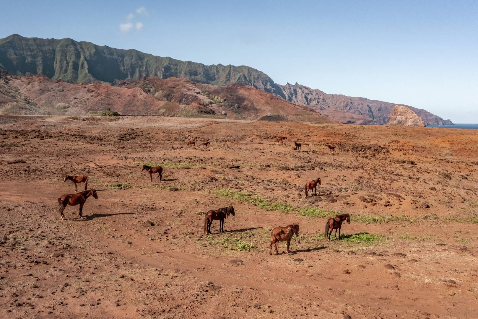 Chevaux sauvages sur l'île d'Ua Huka - Îles Marquises - Polynésie française