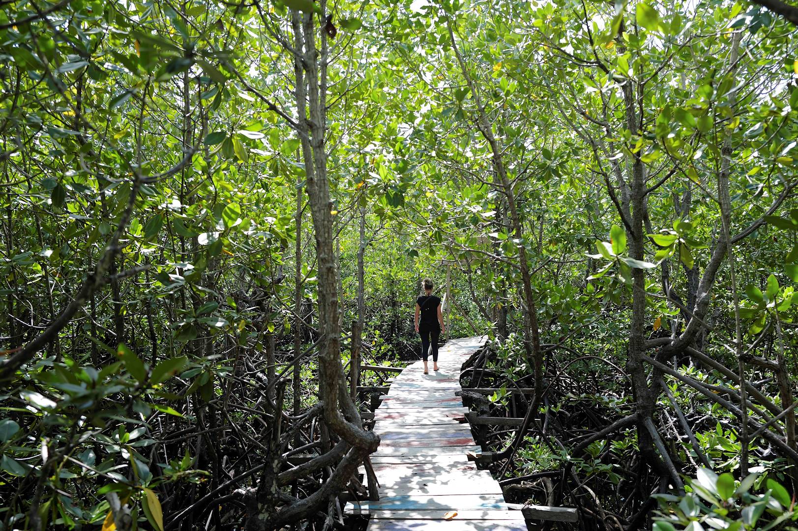 Mangroves dans le parc national Sam Roi Yot - Thaïlande