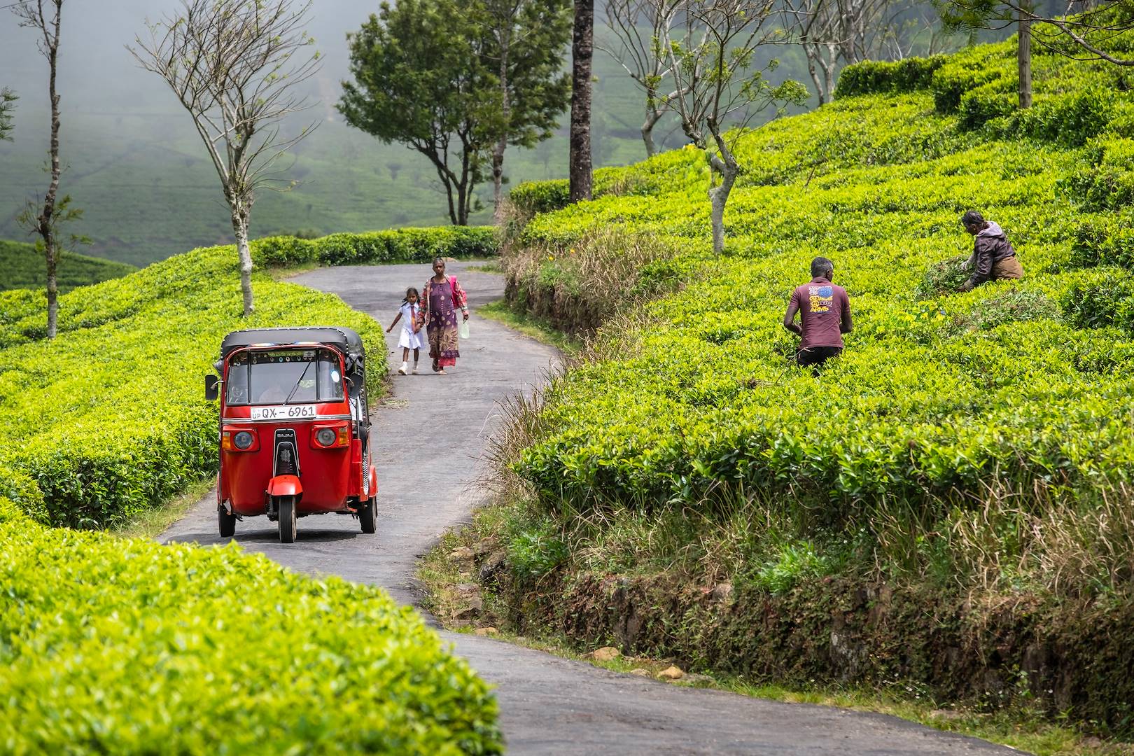Scène de vie dans les plantations de thé autour d'Ella - Sri Lanka