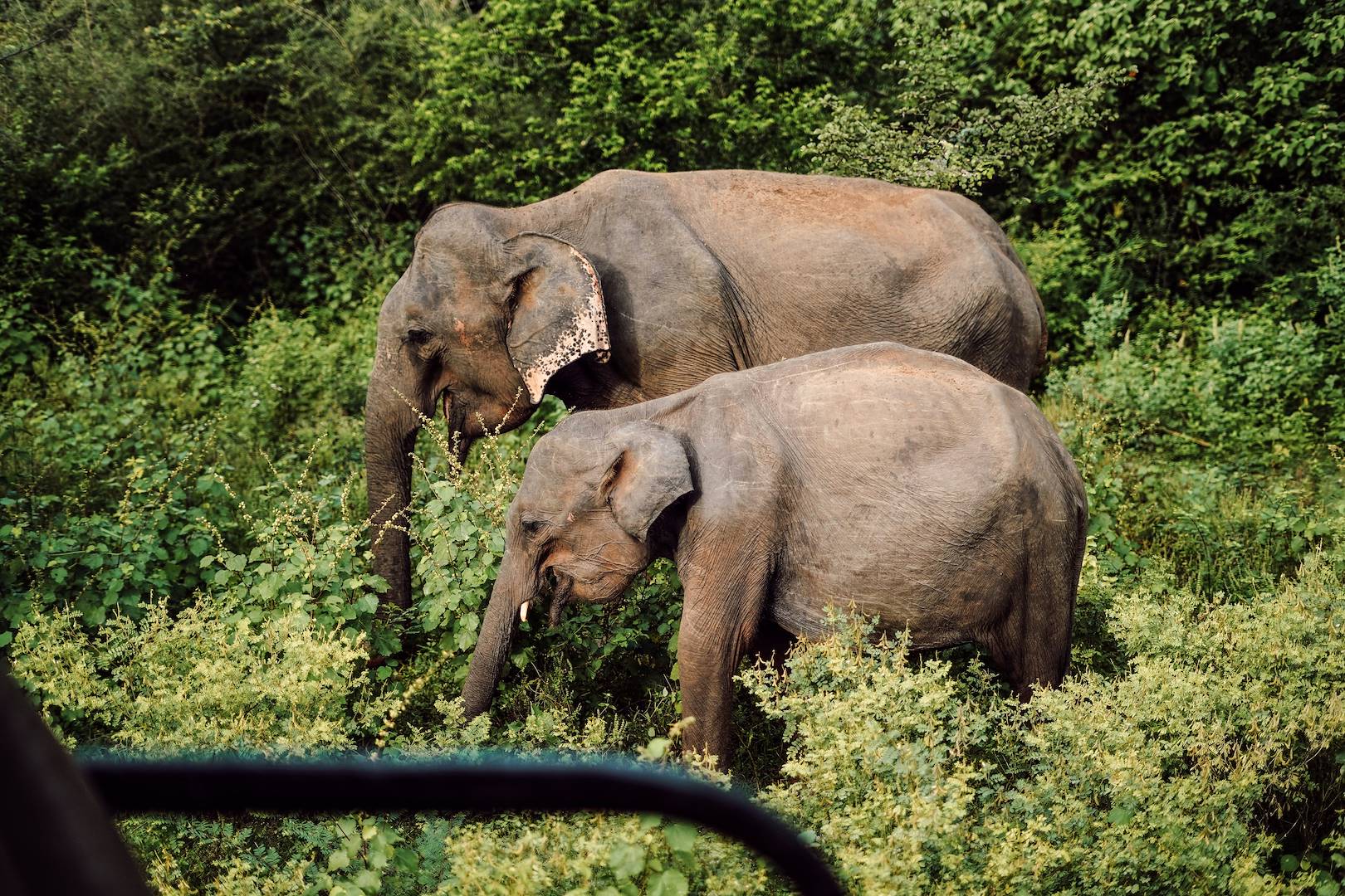 Eléphants dans le parc national de Wilpattu - Sri Lanka