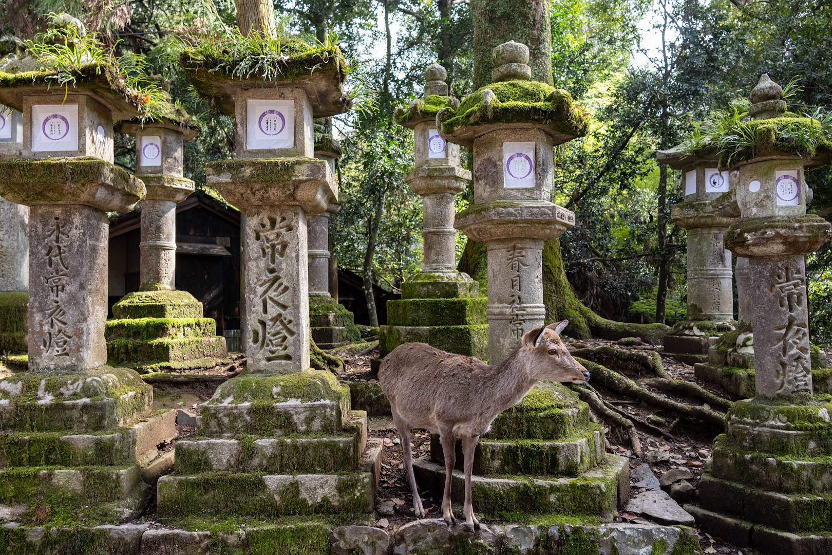 Cerfs sika et lanternes de pierre dans le parc de Nara - Japon