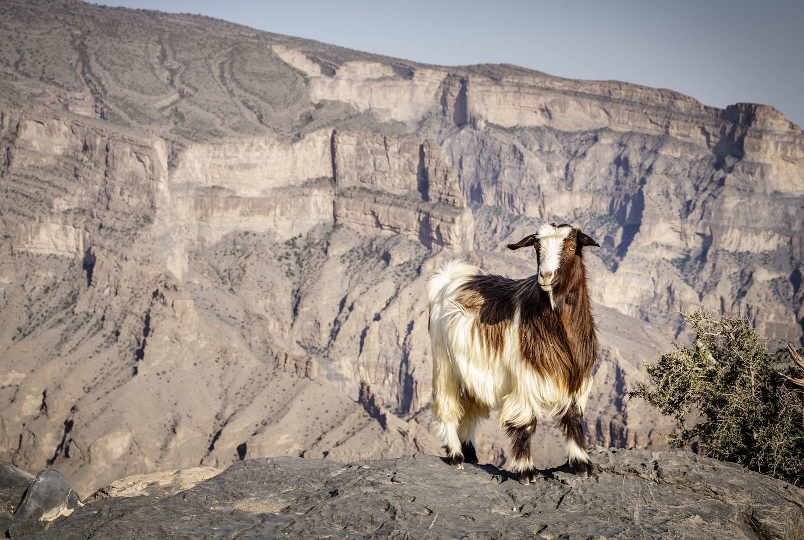 Jabal Shams - Monts Hajar - Oman