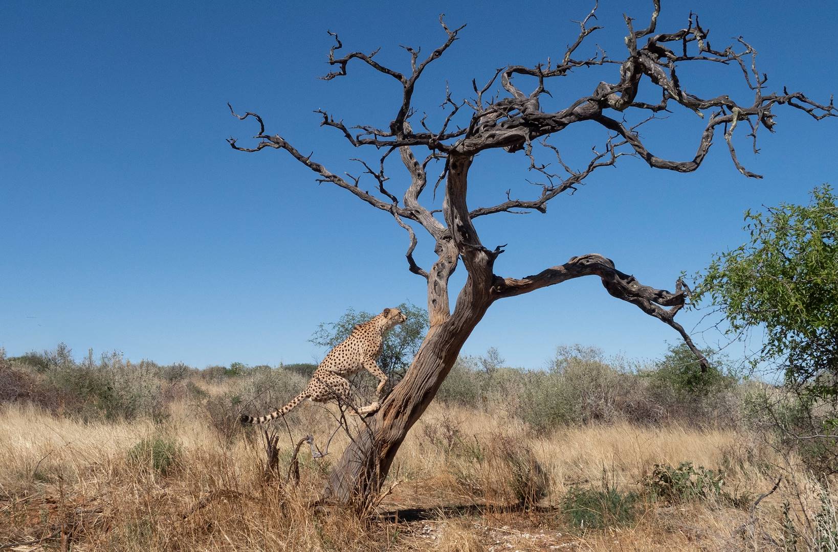 Guépard - Namibie