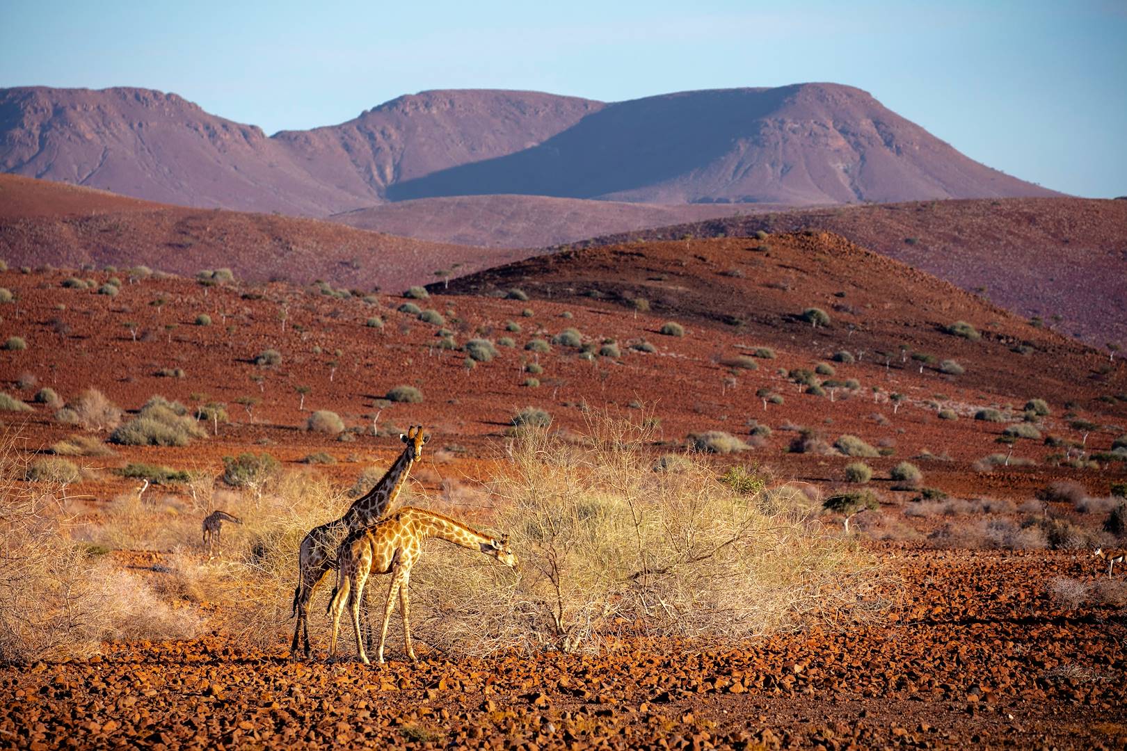 Girafes dans la région du Damaraland - Namibie