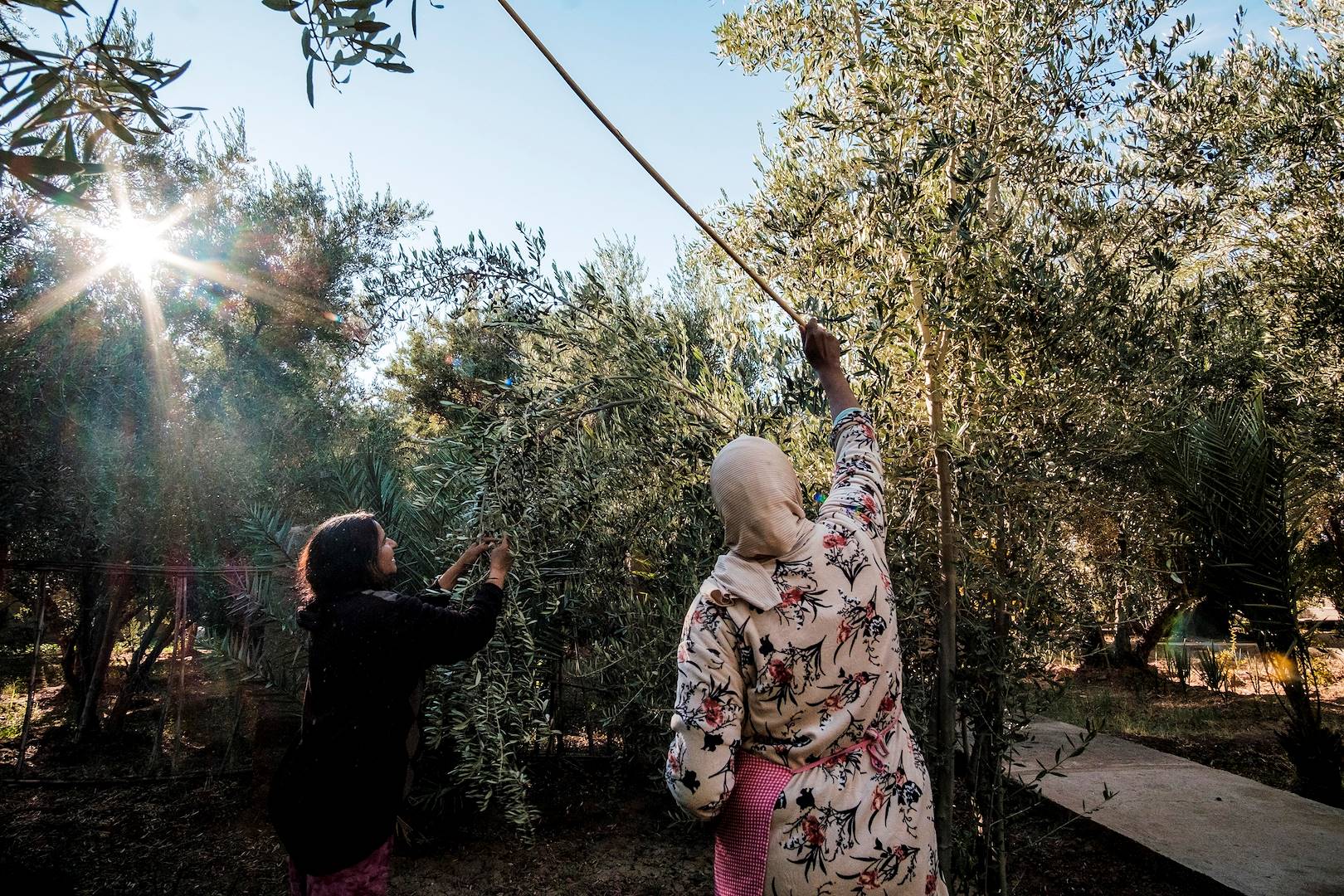 Récolte des olives dans la région d'Umm Qais - Jordanie
