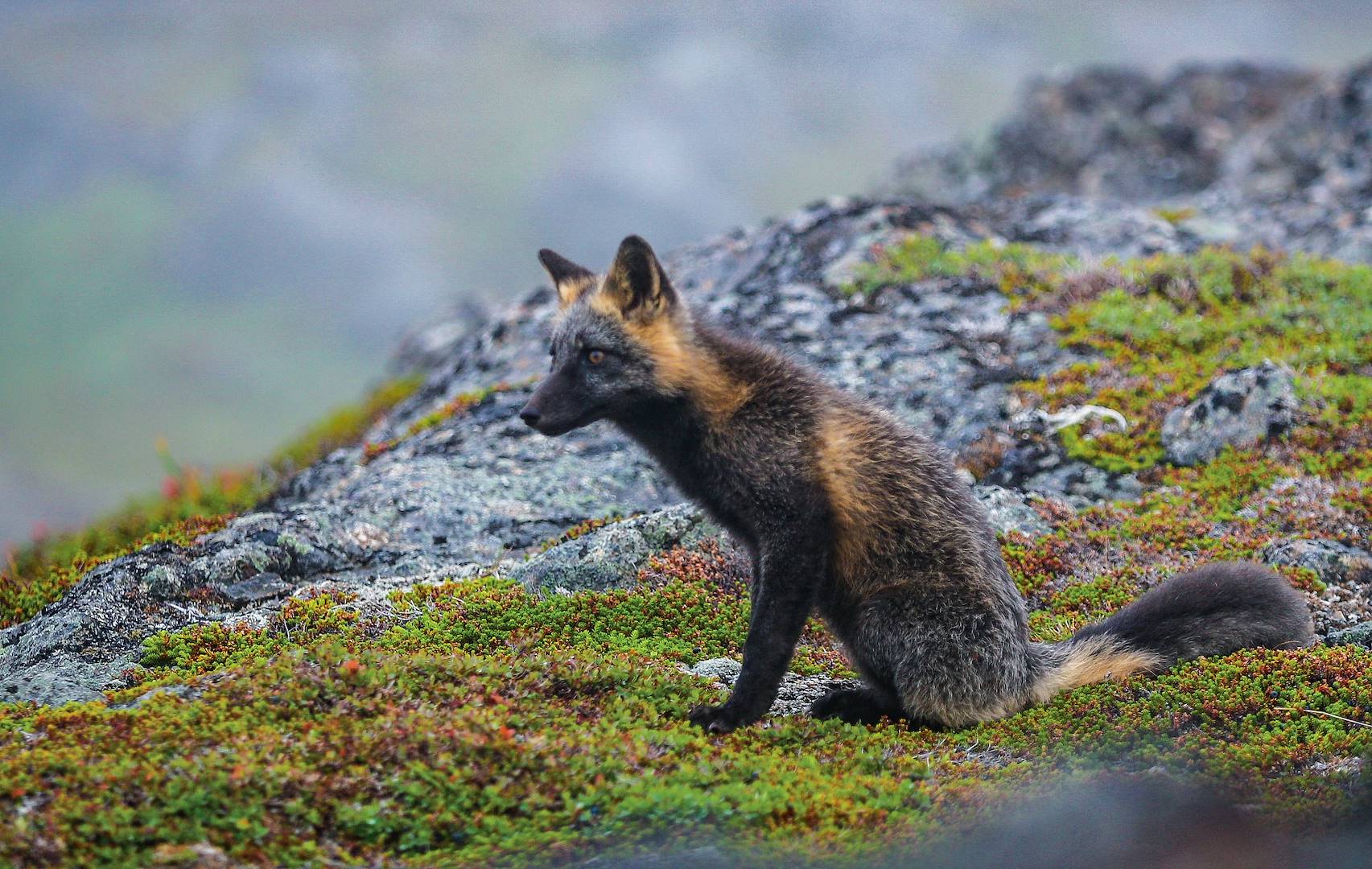 Renard - Terre-Neuve-et-Labrador - Canada
