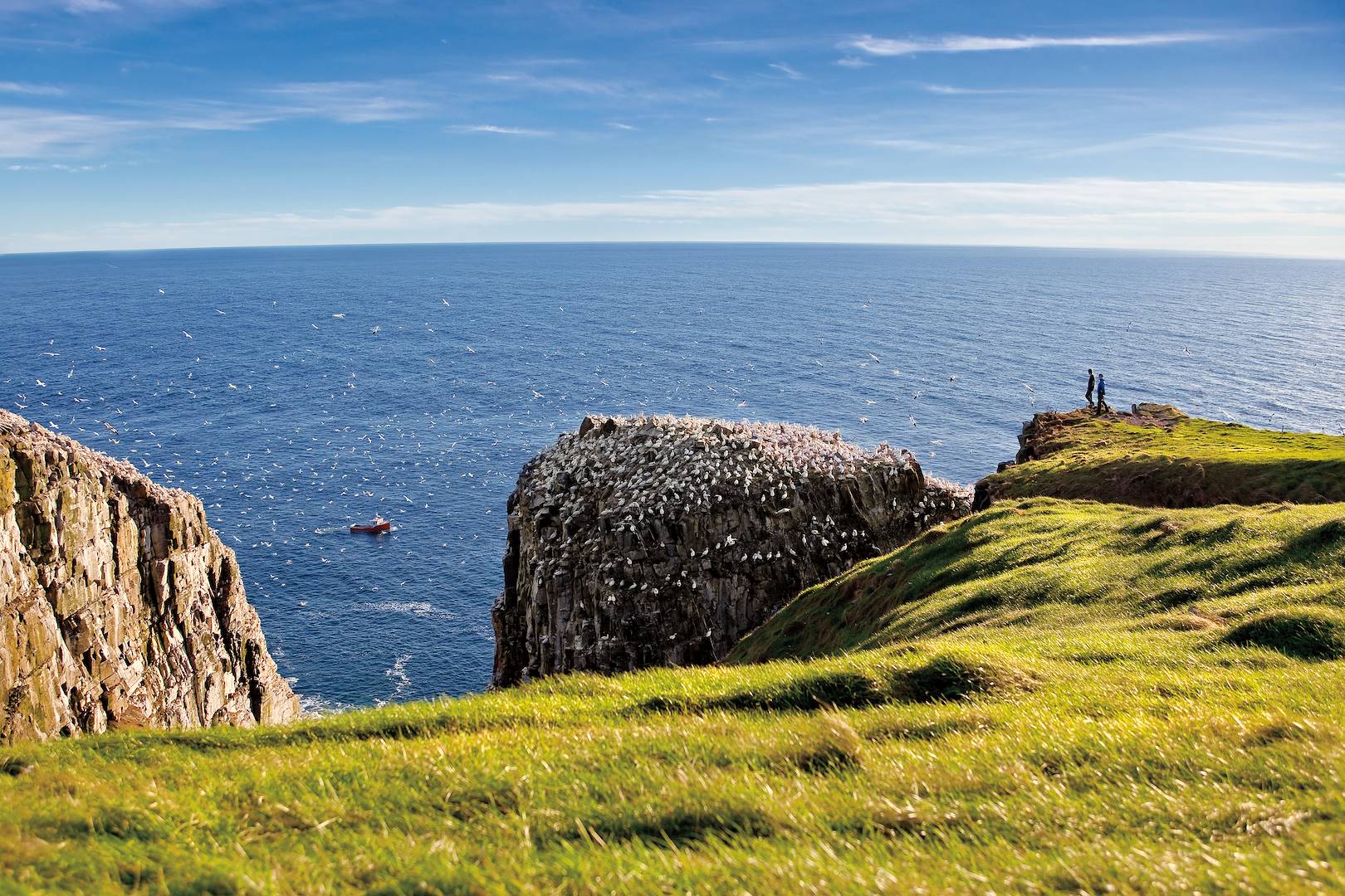 Observation des oiseaux au Cape St. Mary's - Terre-Neuve-et-Labrador - Canada