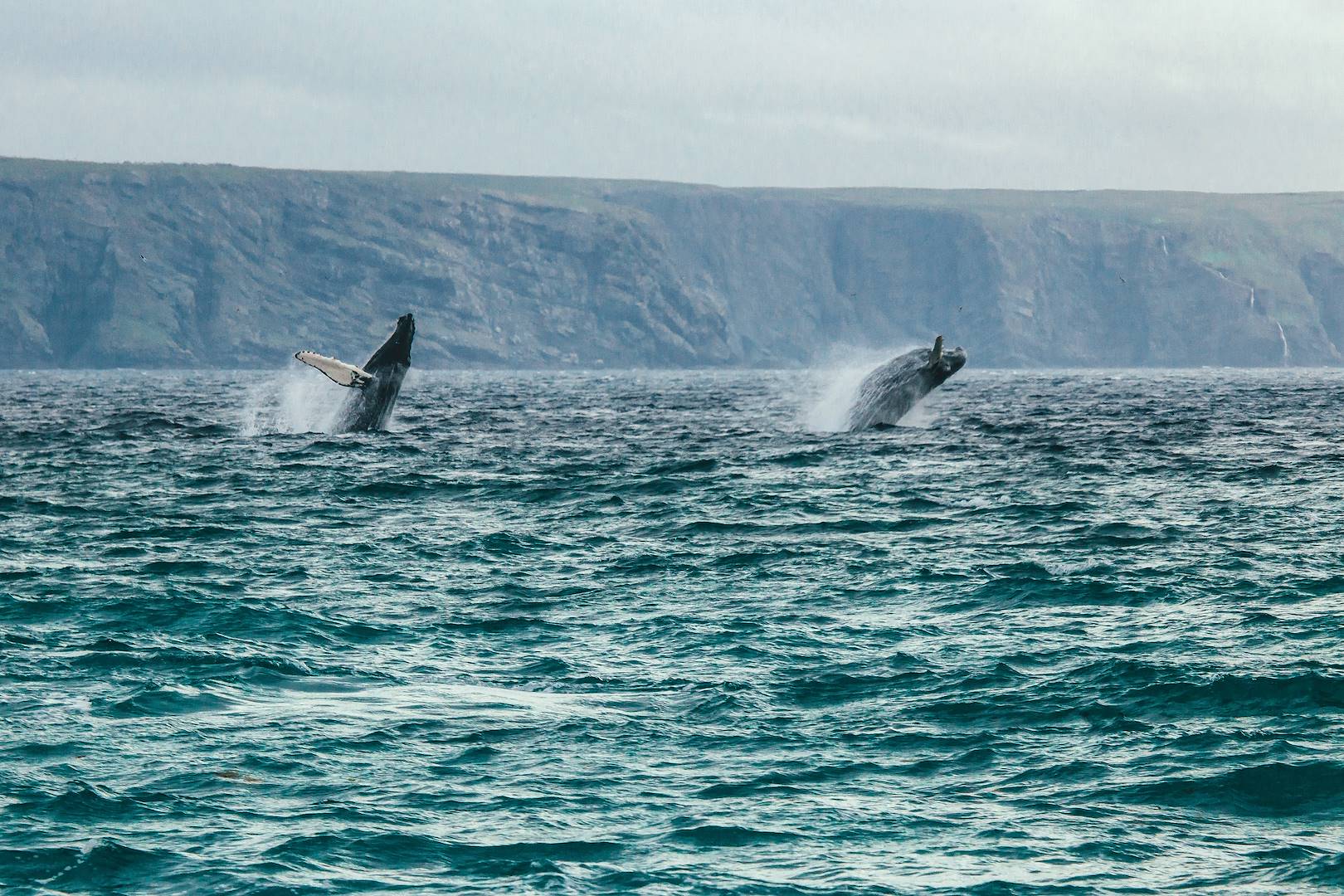 Baleines - Terre-Neuve-et-Labrador - Canada