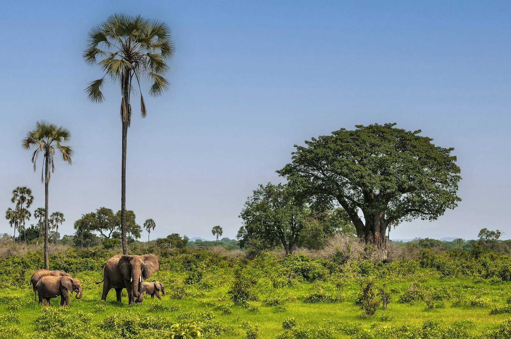 Eléphants dans le parc national du Ruaha - Tanzanie