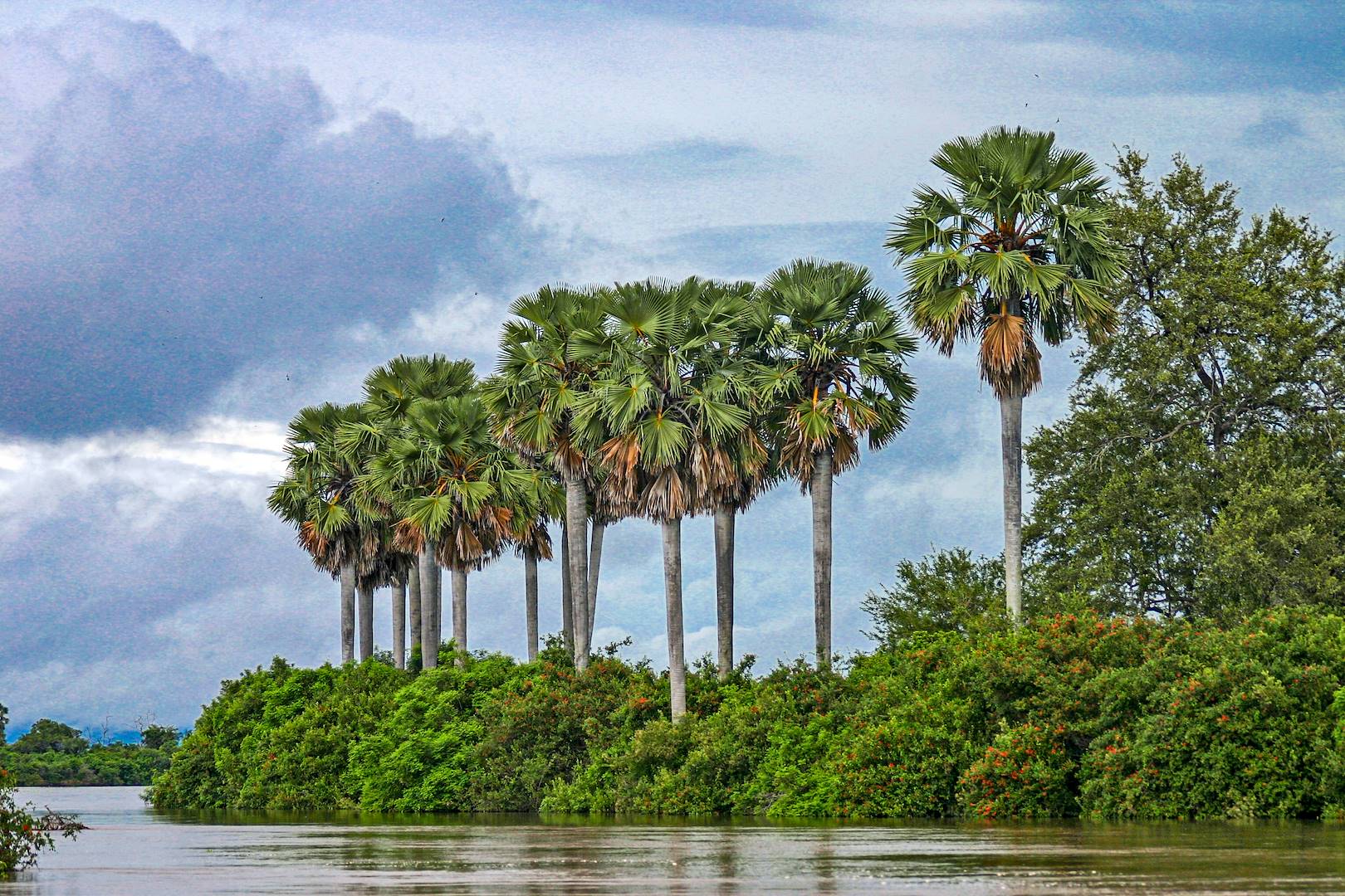 Palmiers dans le parc national de Nyerere - Tanzanie