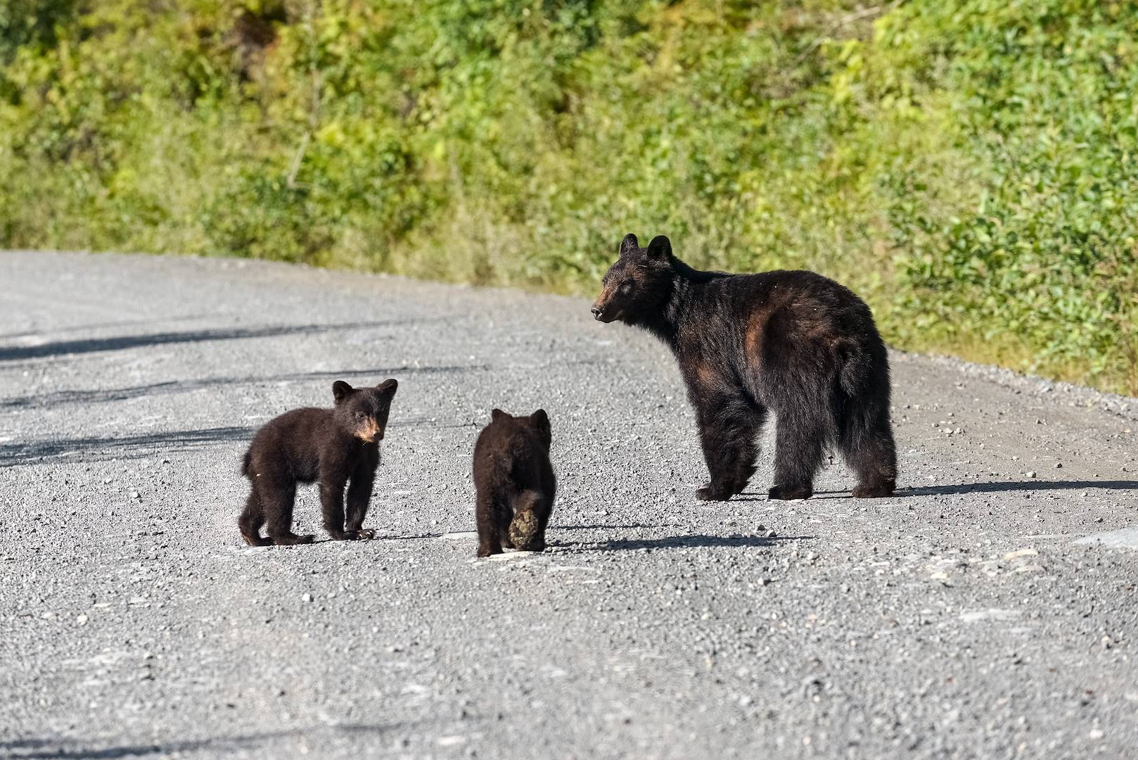 Ours noirs sur la route du Parc National de Shenandoah - Virginie - Etats-Unis