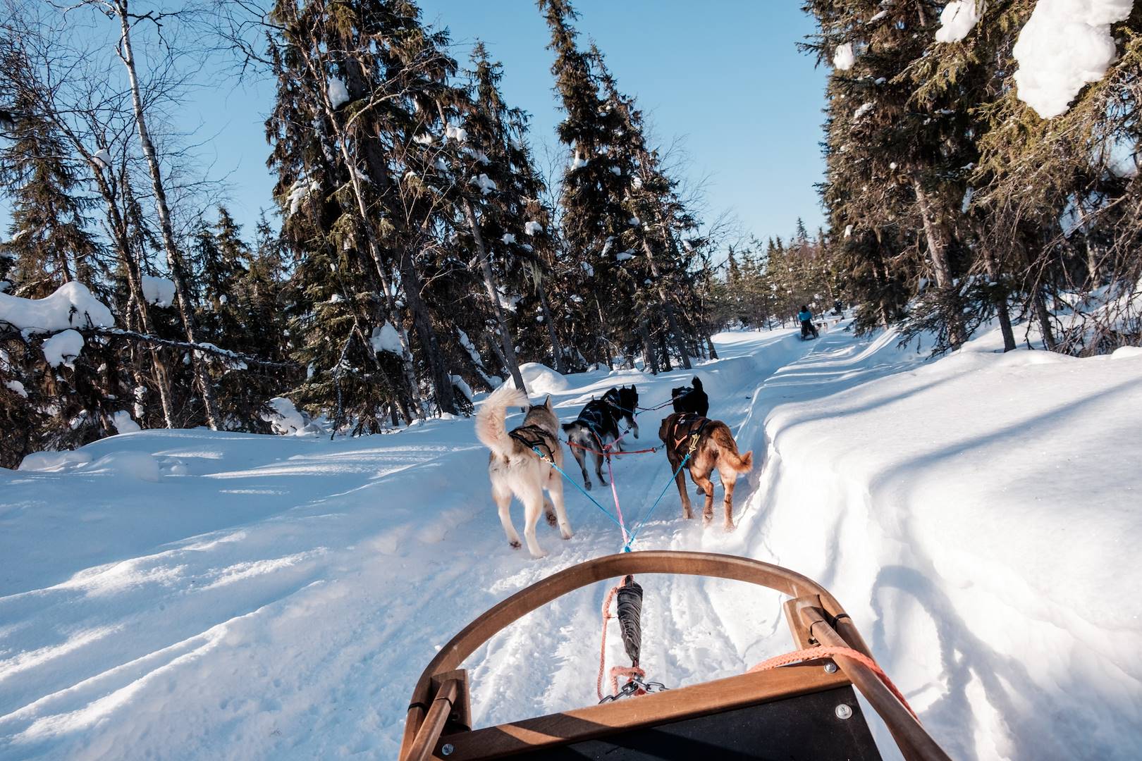 Traineau à chiens à travers la forêt enneigée - Laponie - Suède