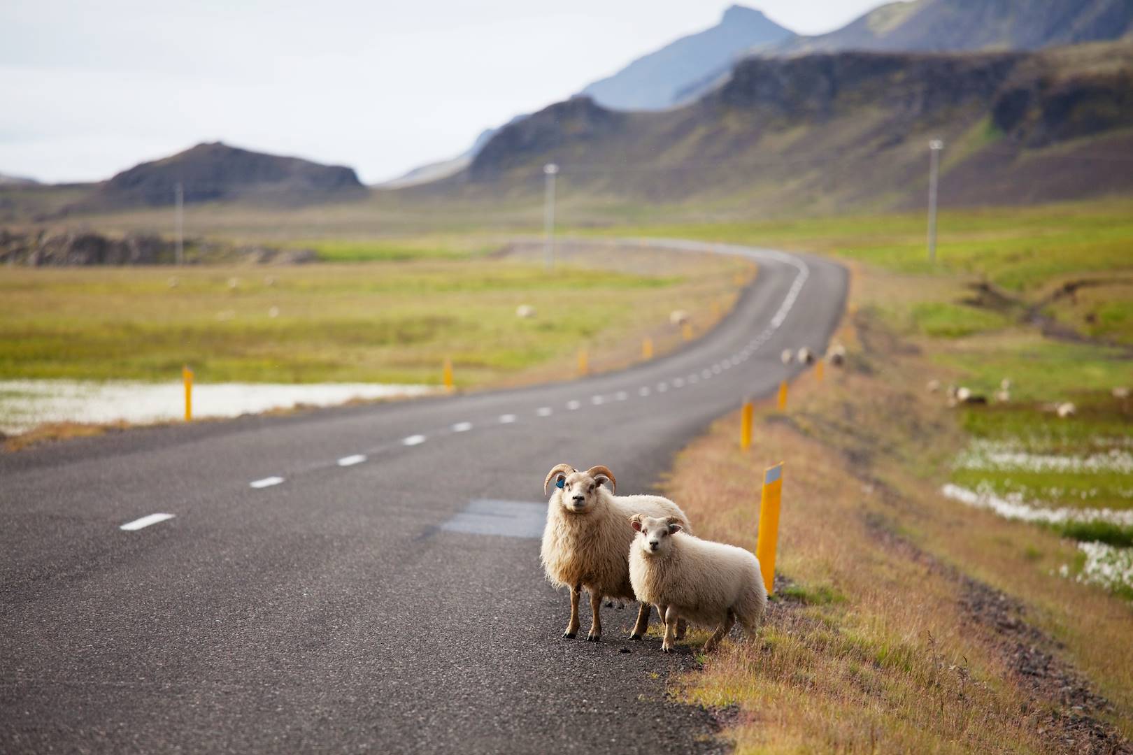 Moutons au milieu d'une route - Islande