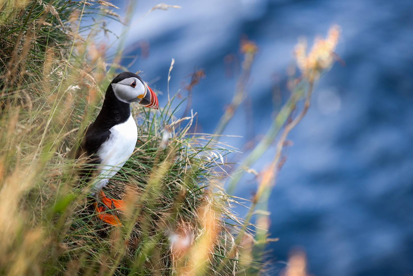 Observation des macareux en Islande