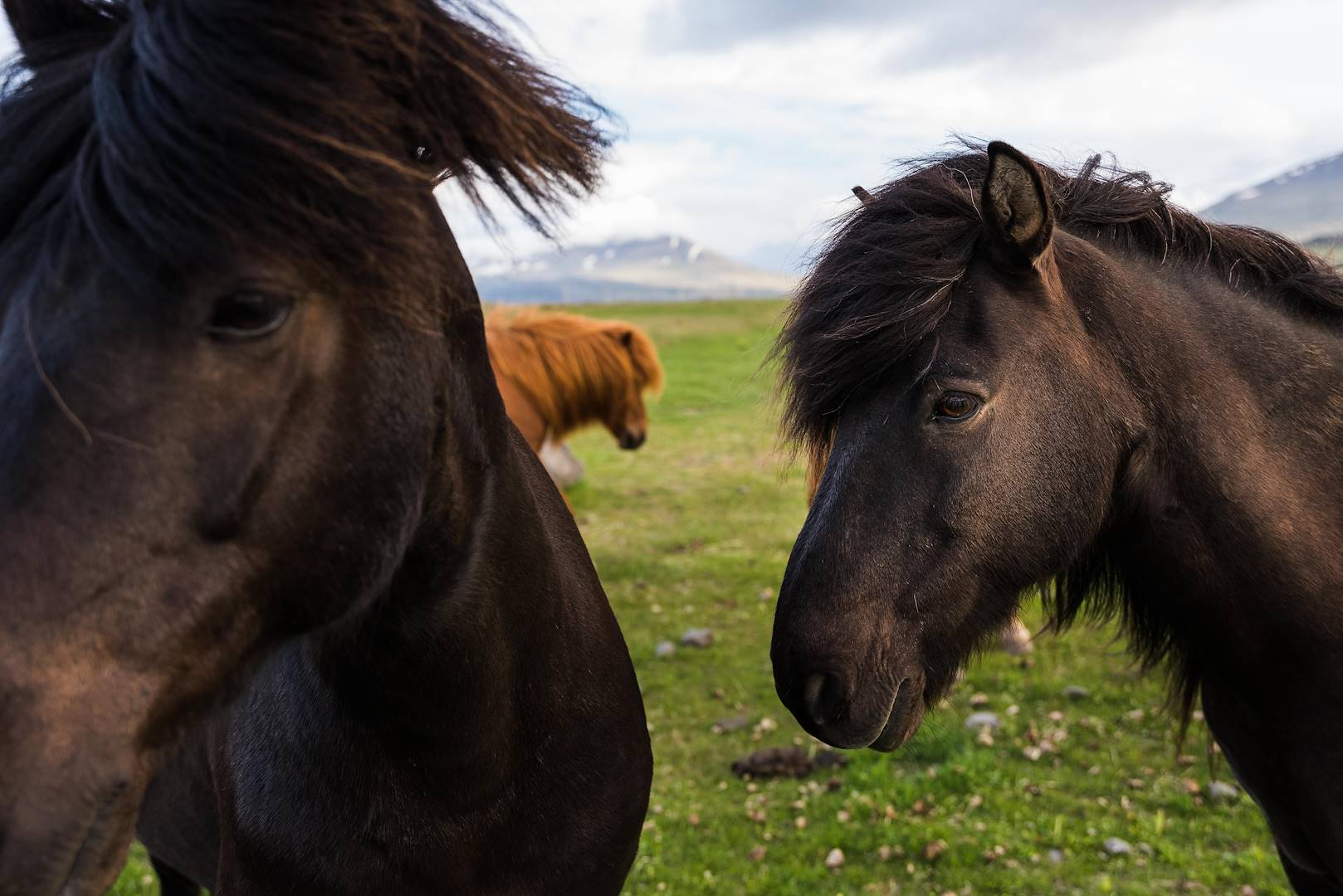 Chevaux sauvages - Hveragerdi - Nord-Ouest - Islande