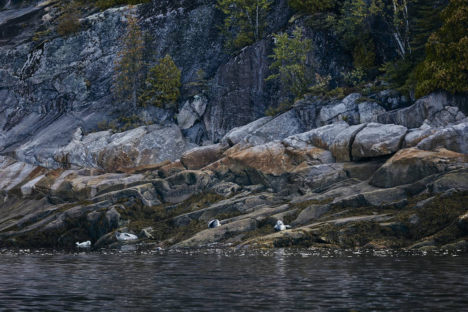 Phoques gris dans le fjord Saguenay - Tadoussac - Québec - Canada
