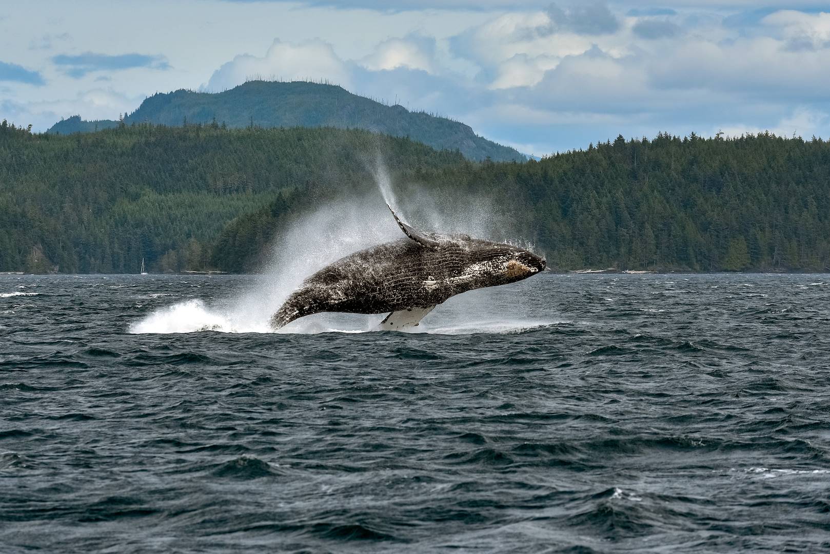 Observation des baleines au Canada