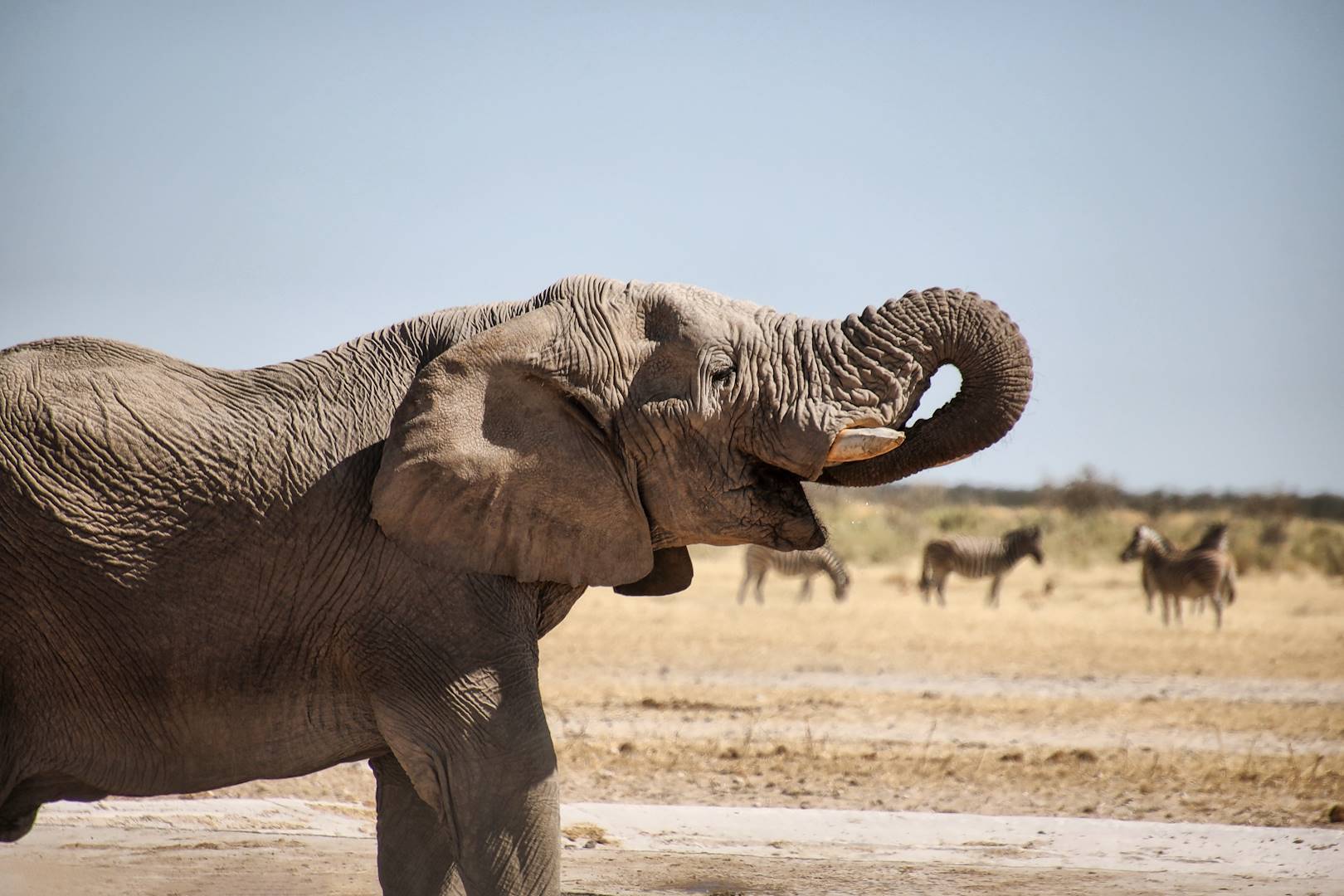 A la rencontre des éléphants du désert - Twyfelfontein - Namibie