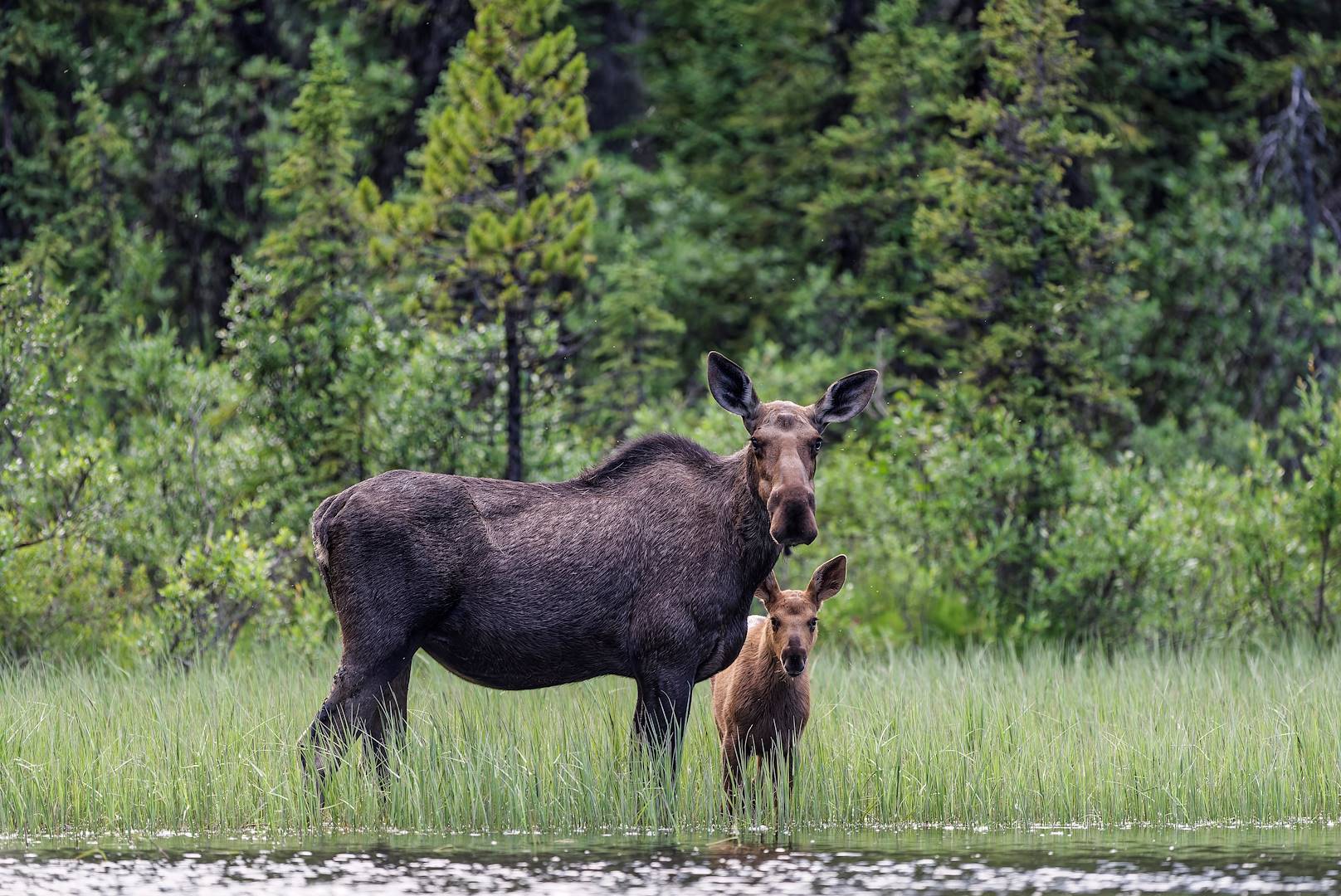 Orignal et son petit dans le parc national Algonquin - Ontario - Canada
