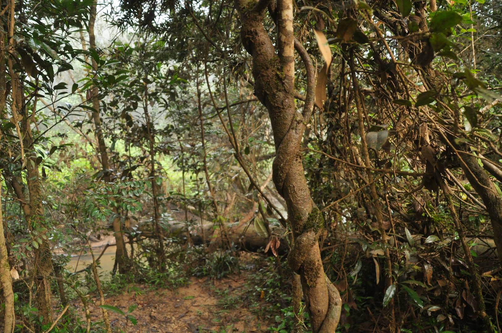 Parc national d'Andasibe-Mantadia - Madagascar