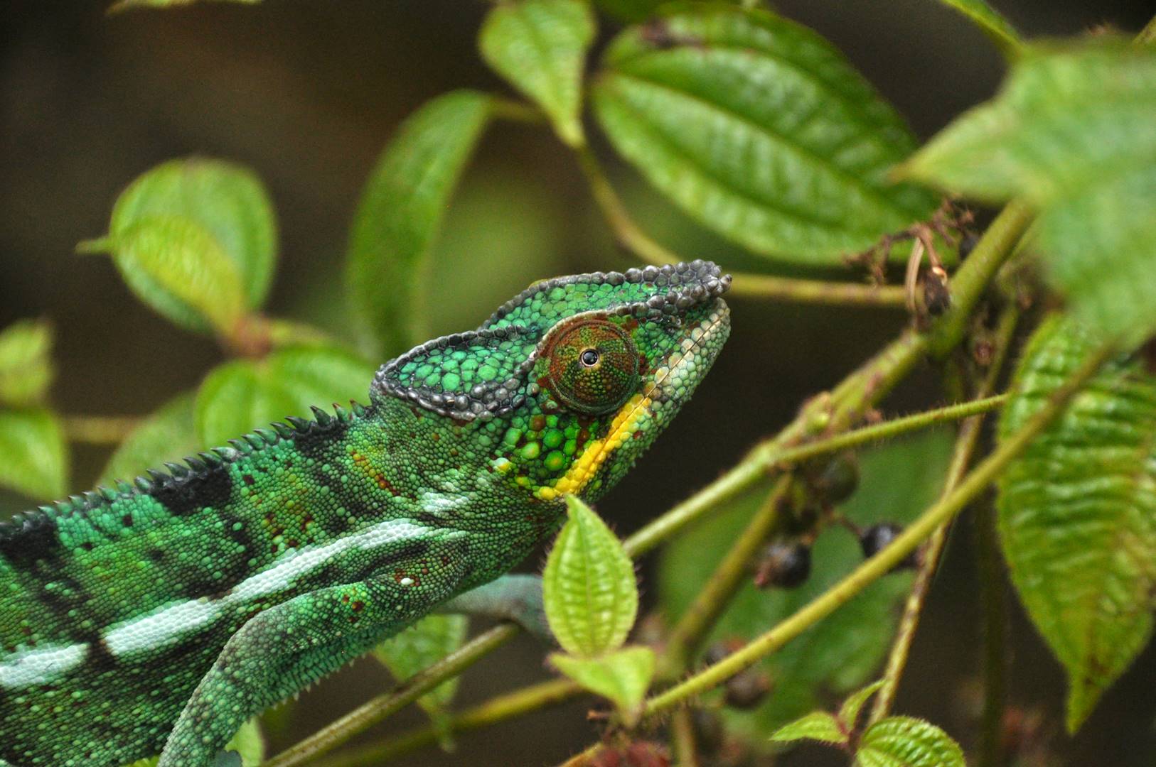 Caméléon - Madagascar