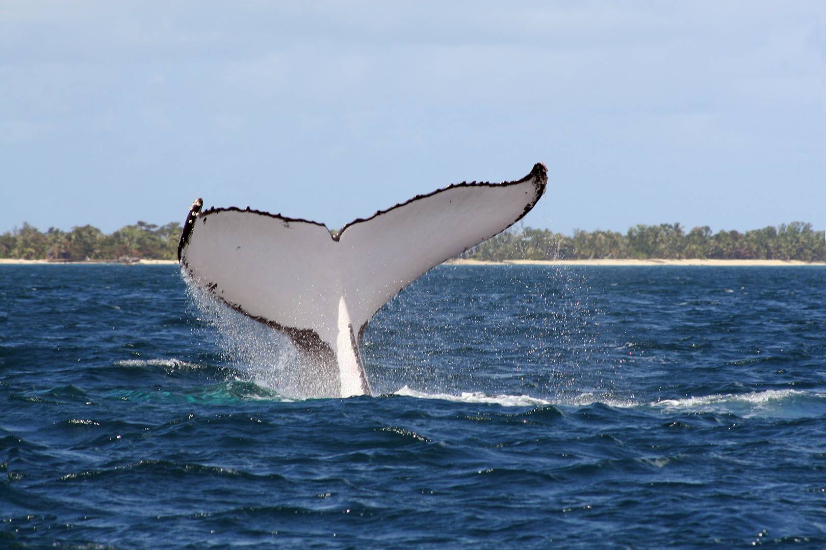 Observation de baleines à l'île de Sainte-Marie - Madagascar