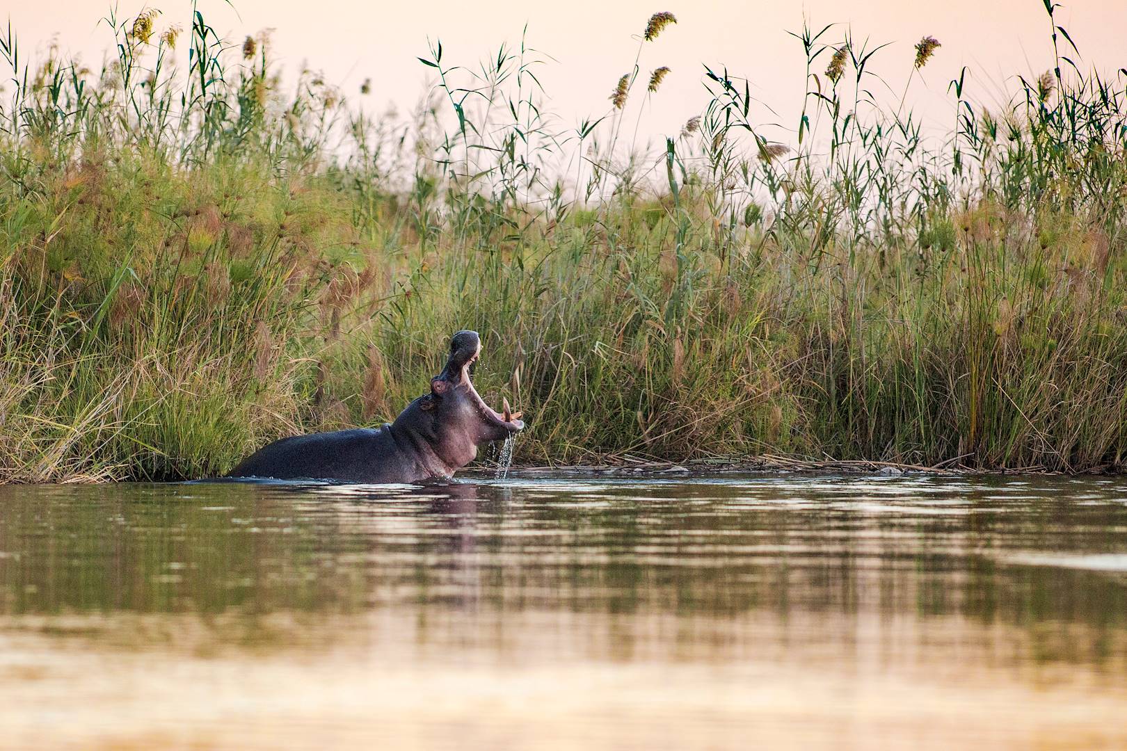 Rencontre avec les hippopotames du lac Naivasha - Kenya