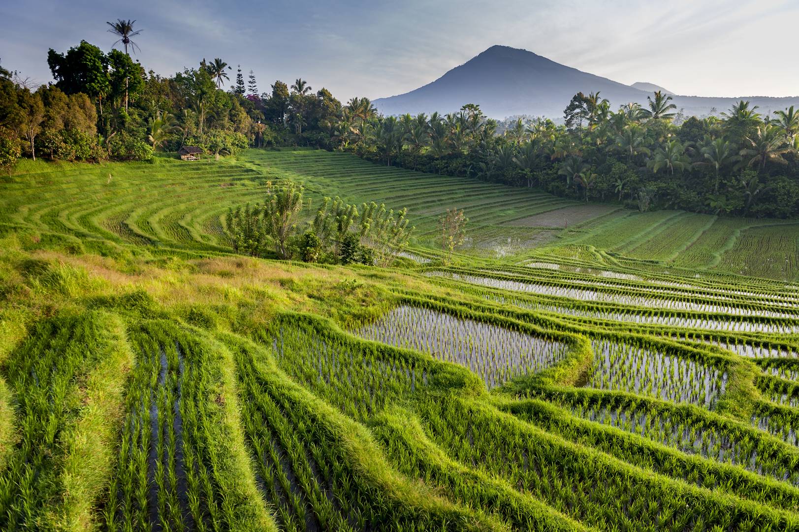 Rizières et Mont Batukaru - Wongaya Gede - Penebel - Bali - Indonésie