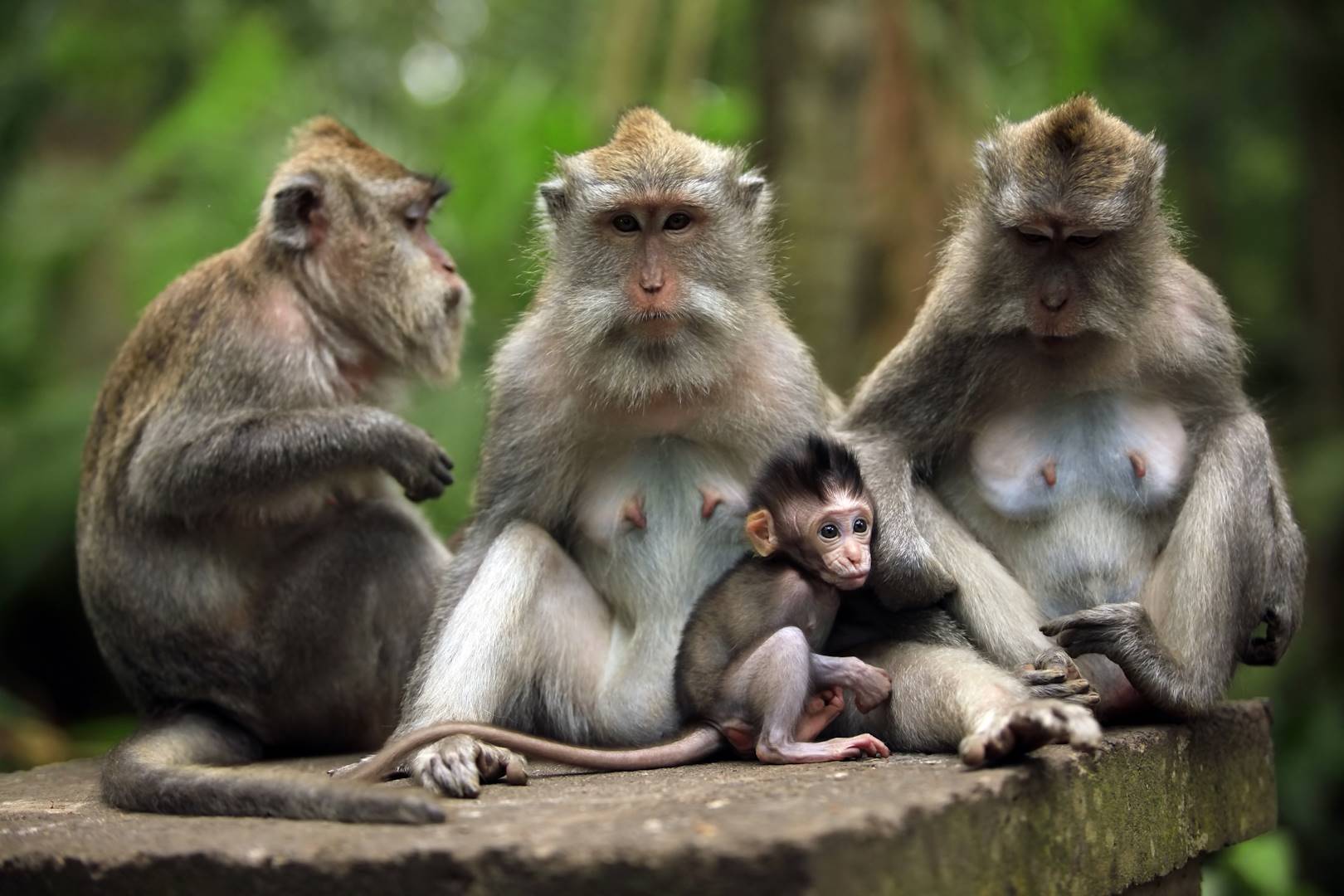 Forêt des singes d'Ubud - Bali - Indonésie