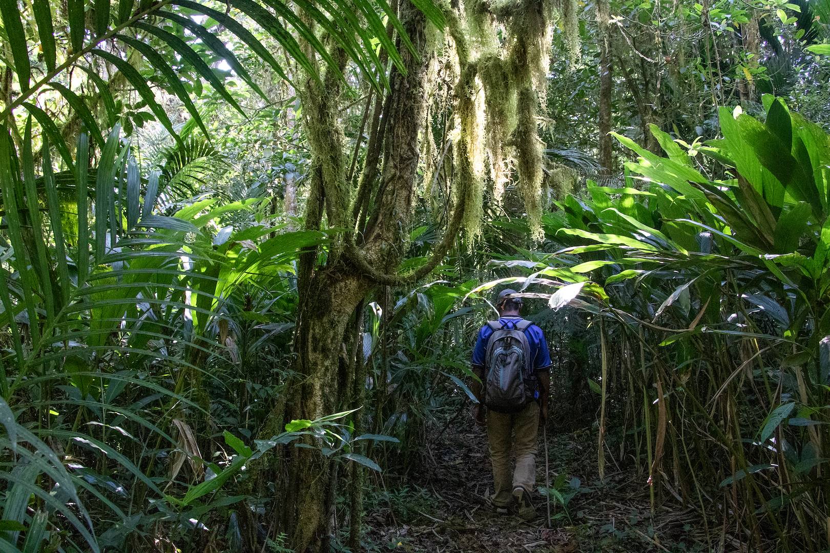 Randonnée dans la forêt de Tamblingan - Bali - Indonésie