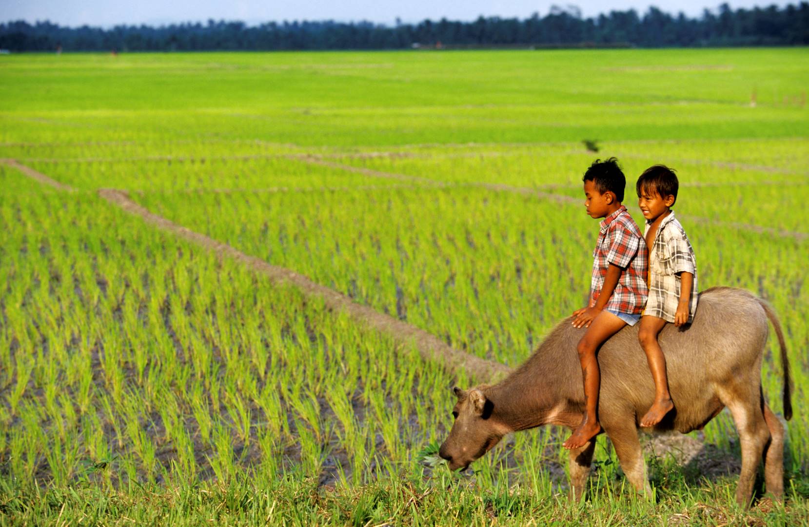 Enfants dans une rizière - Mengwi - Bali - Indonésie