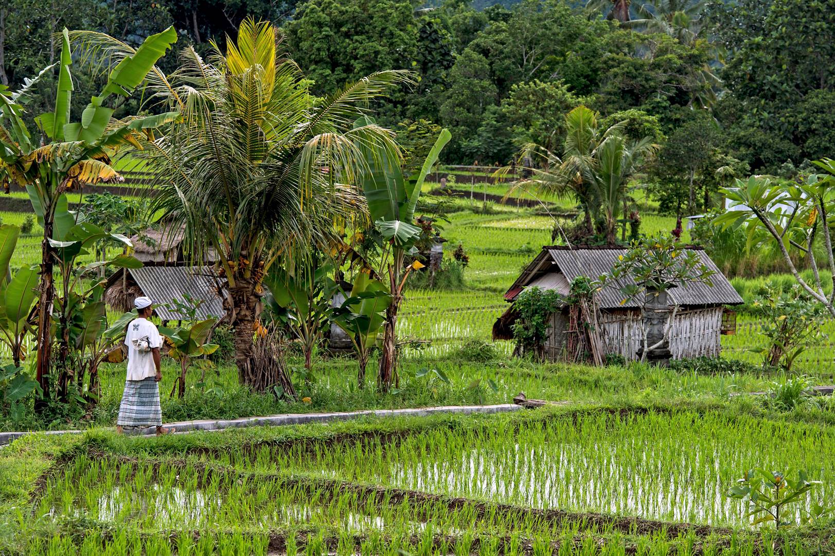 Scène de vie dans une rizière - Bali - Indonésie