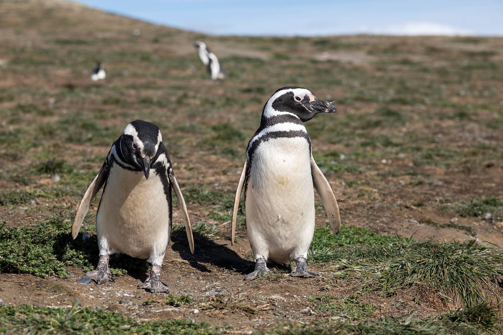 Manchots de l'île de Chiloé - Chili