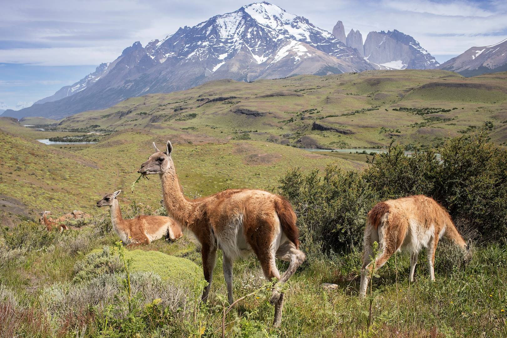 Parc National Torres del Paine - Patagonie - Chili