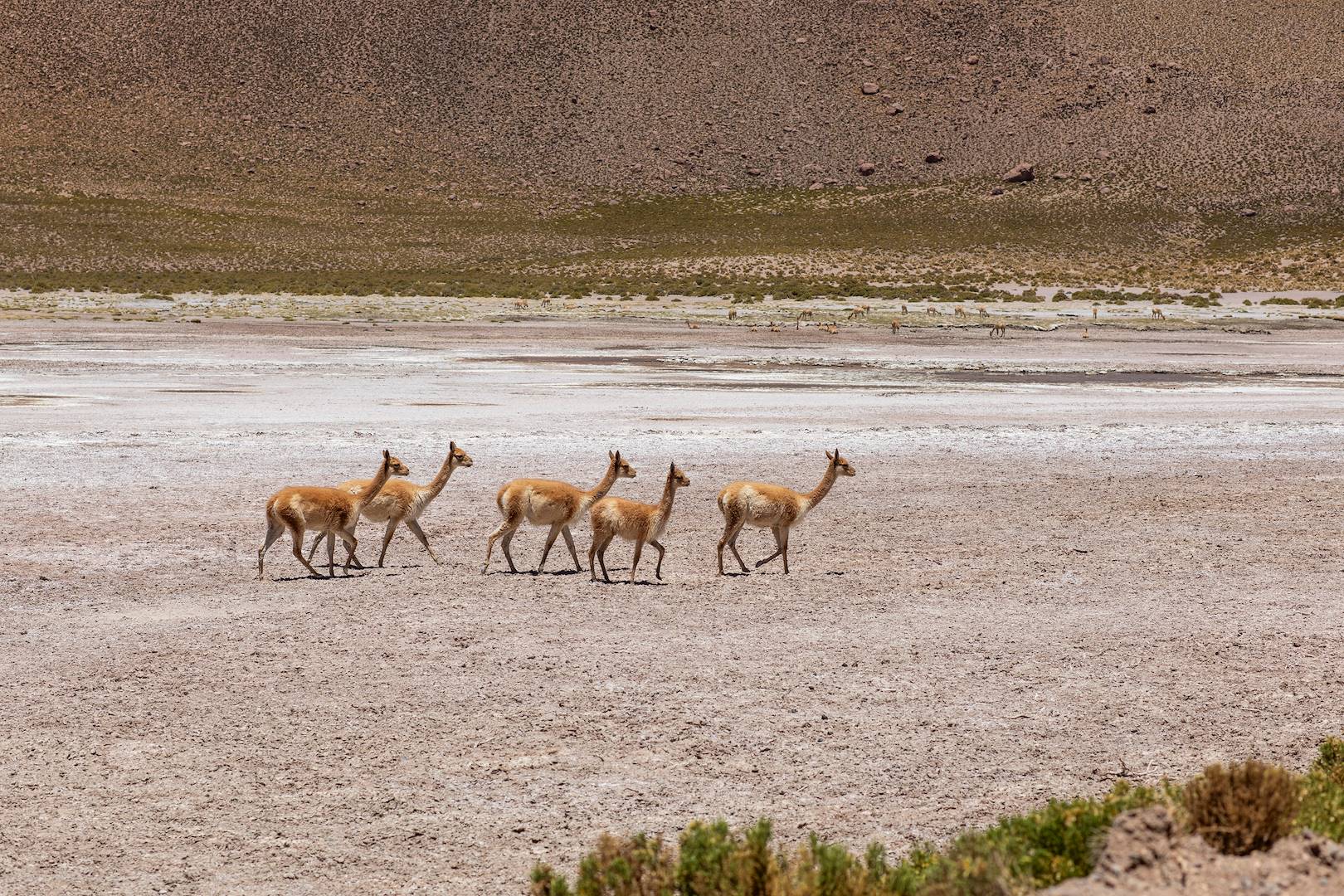 Guanacos dans la Vallée de Lluta - Parinacota - Chili