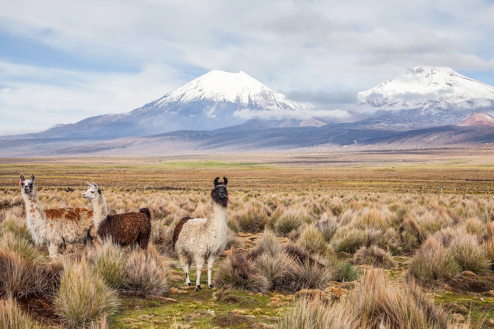Parc National Lauca - Parinacota - Chili